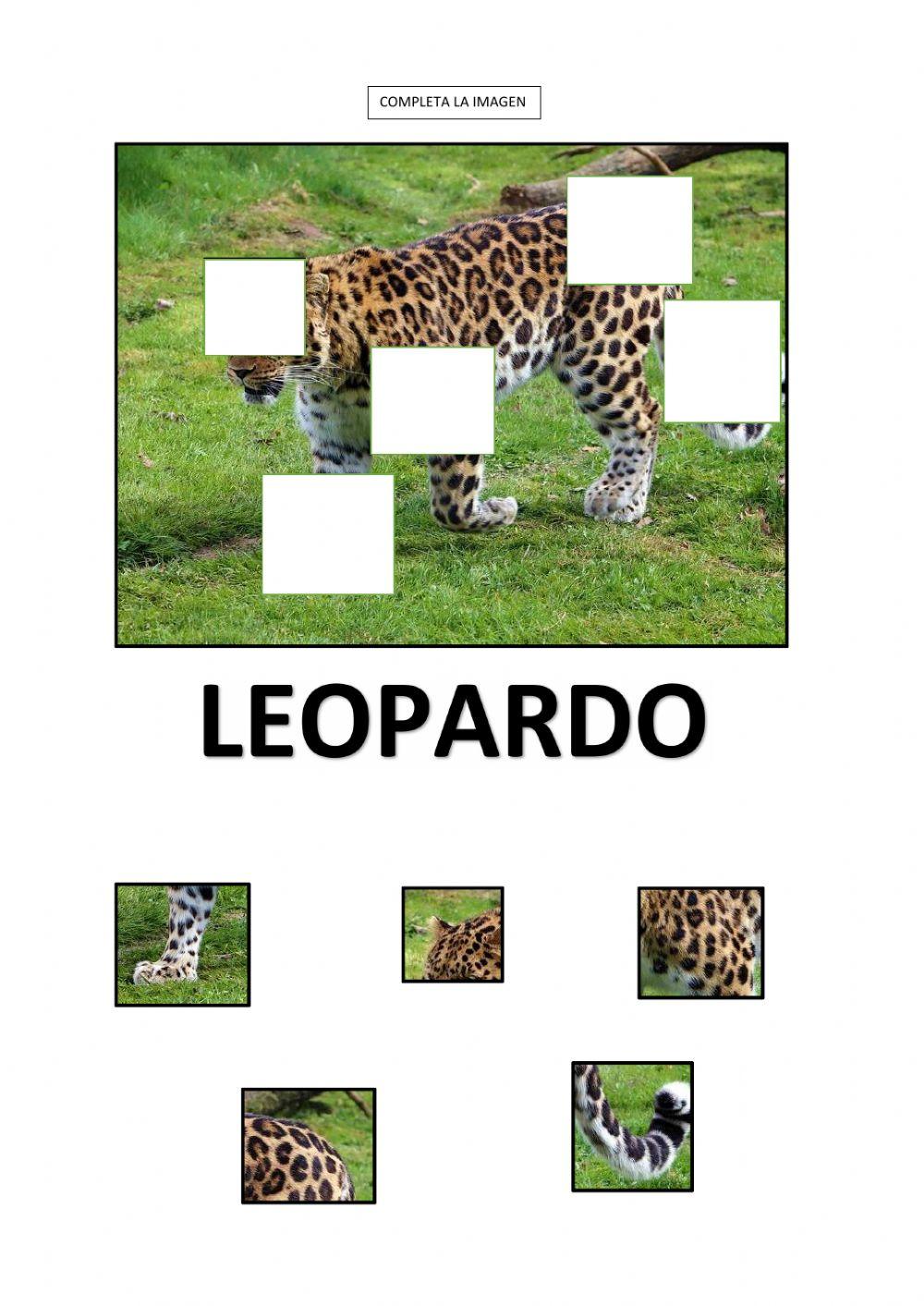 Leopardo
