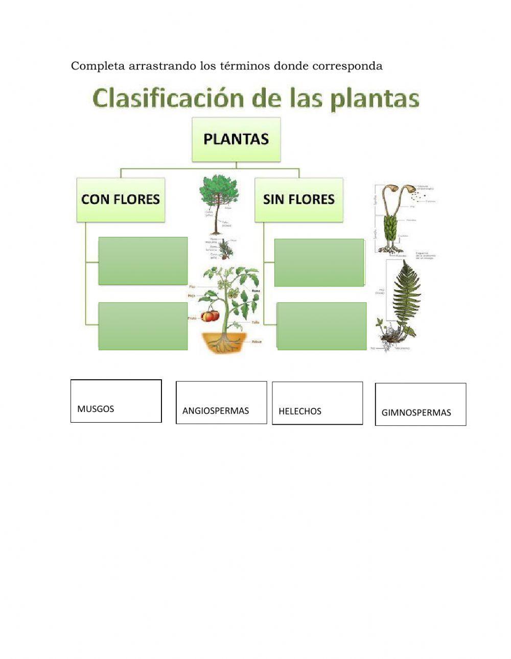 Clasificaciòn de las plantas