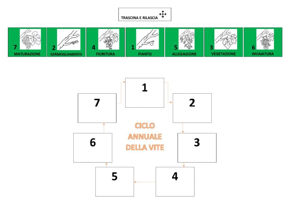 La vite e il ciclo della vite