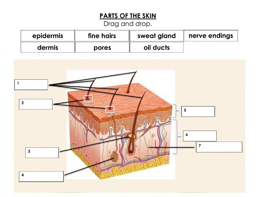 Parts of the Skin