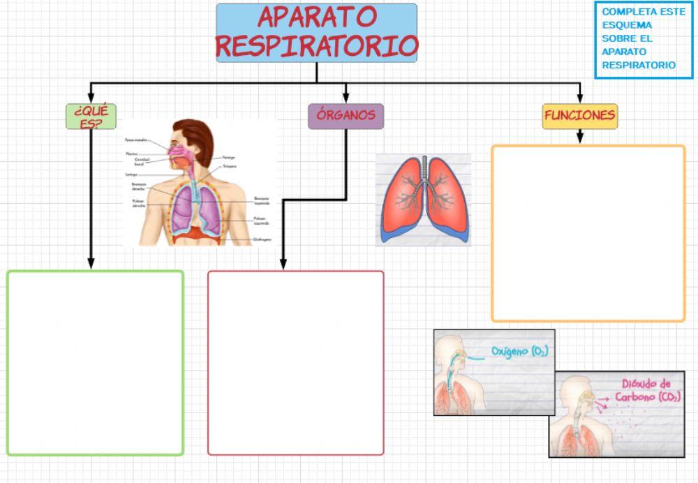 Aparato respiratorio Aparato respiratorio