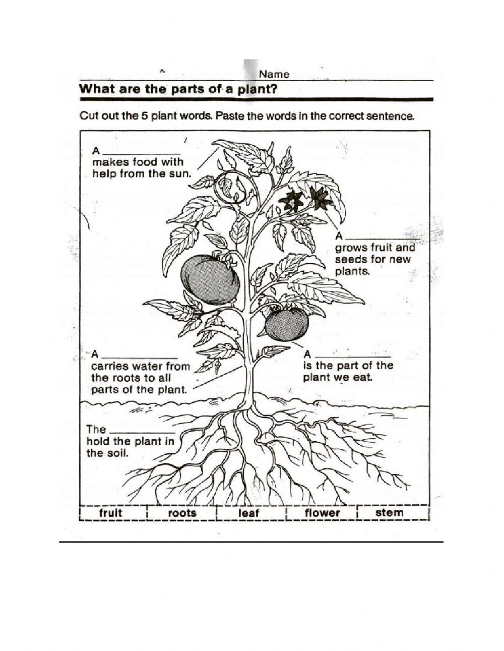Importance of Plants