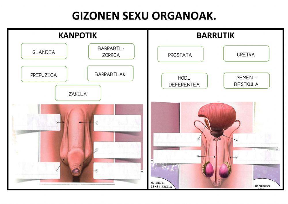 Gizonen sexu organoak.
