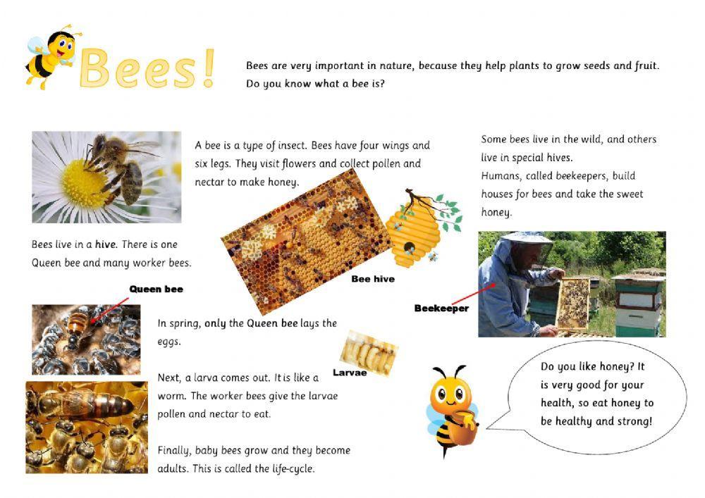 Bees Bees