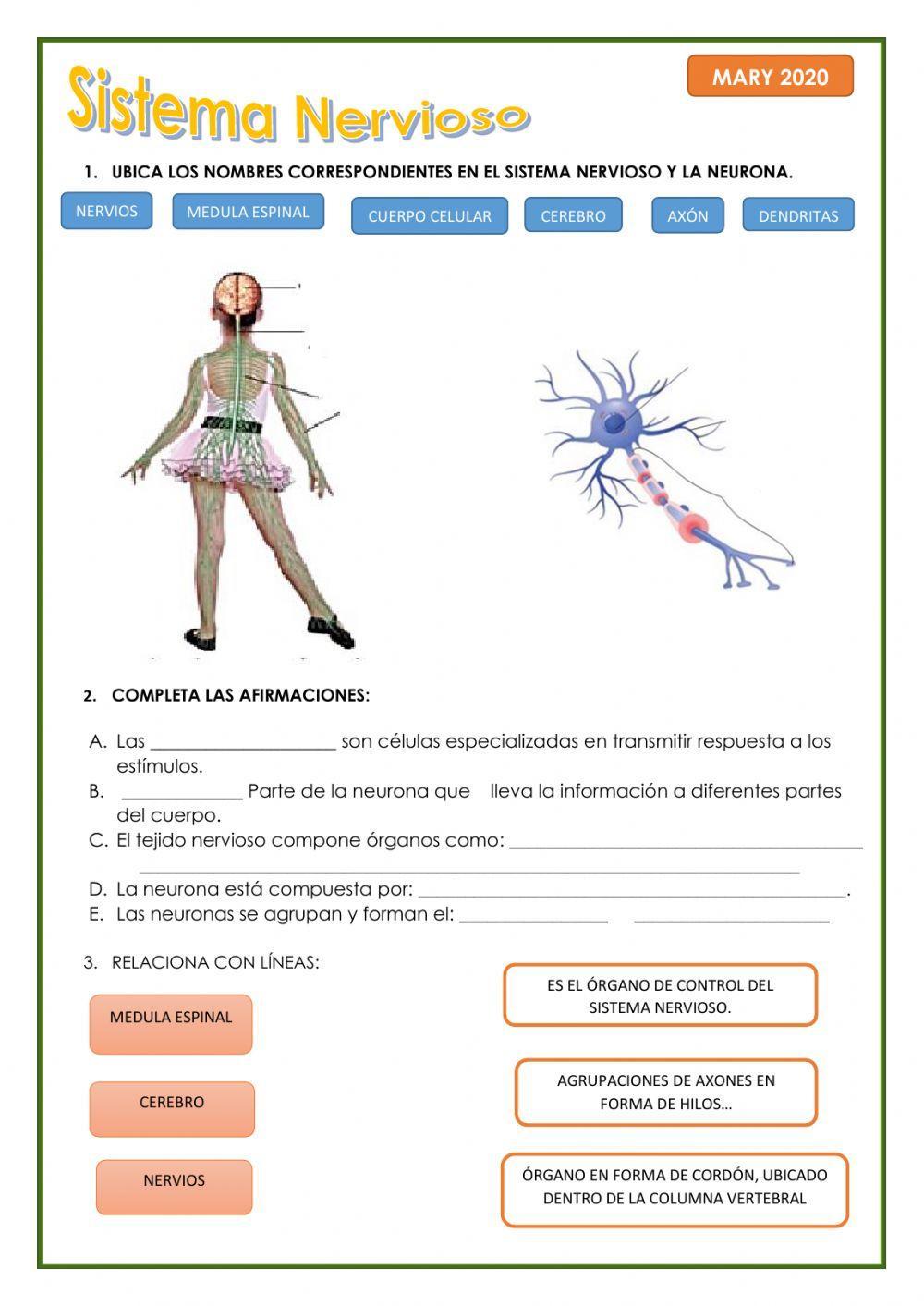 Sistema nervioso 3