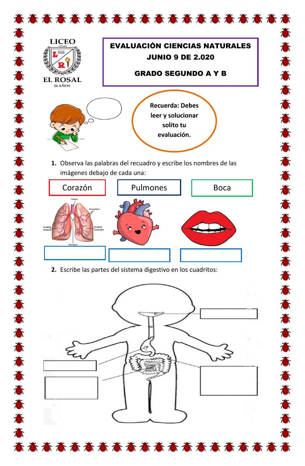 Evaluación ciencias