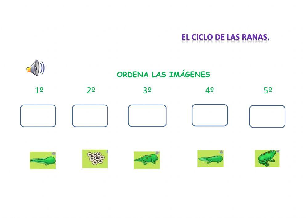 Ciclo de las ranas