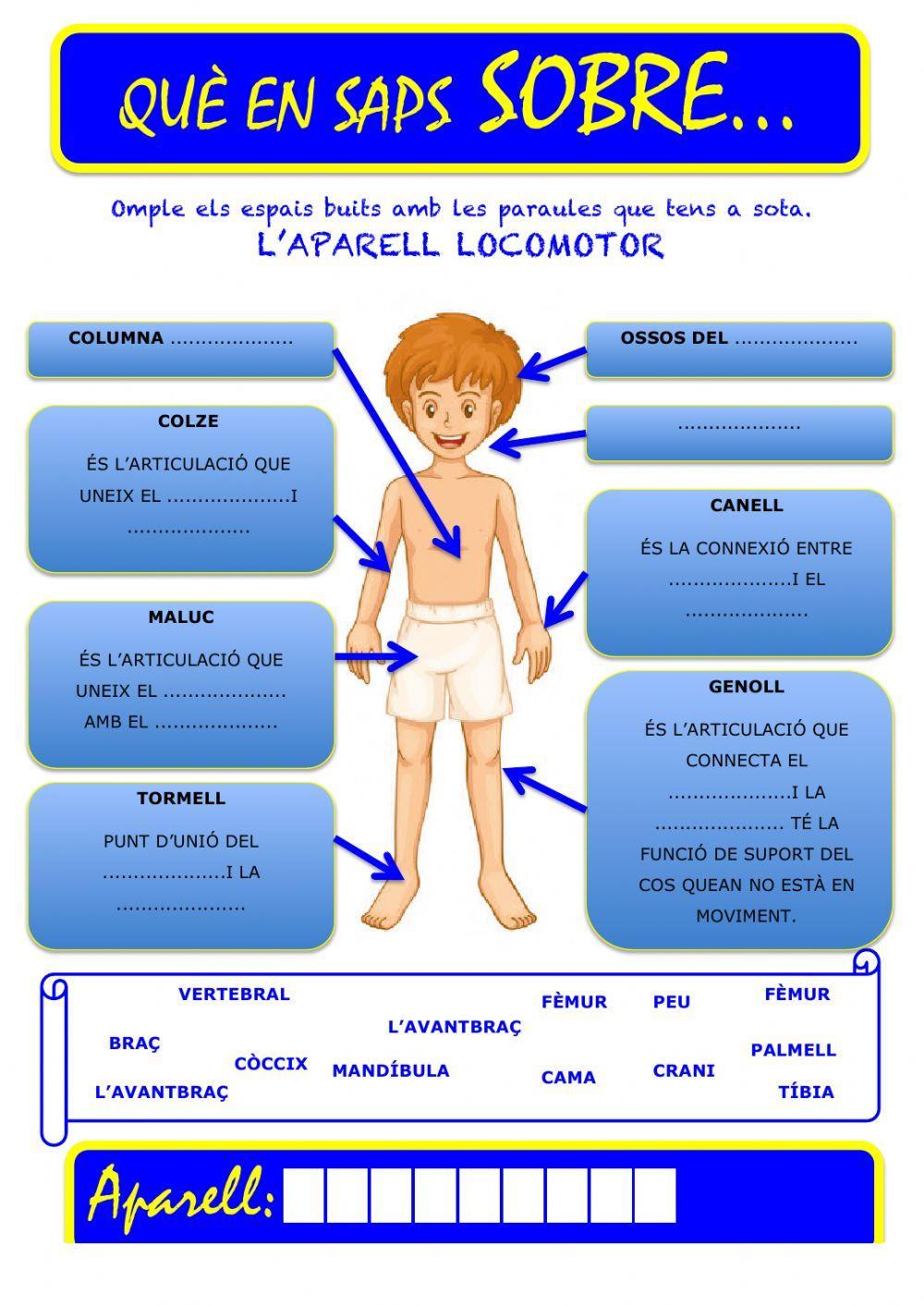 Que saps sobre... Aparell Locomotor-Articulacions 02