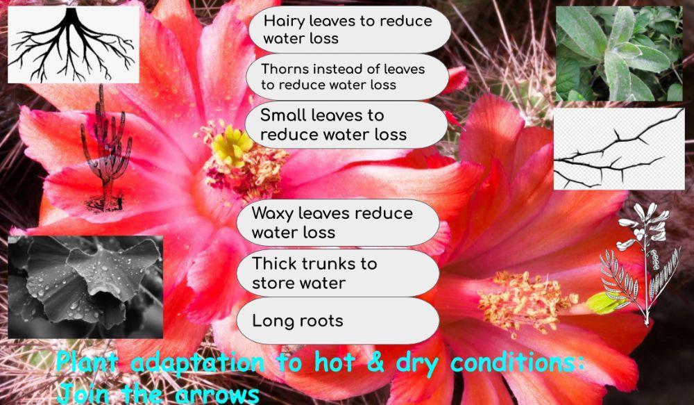How plants have adapted to dry conditions