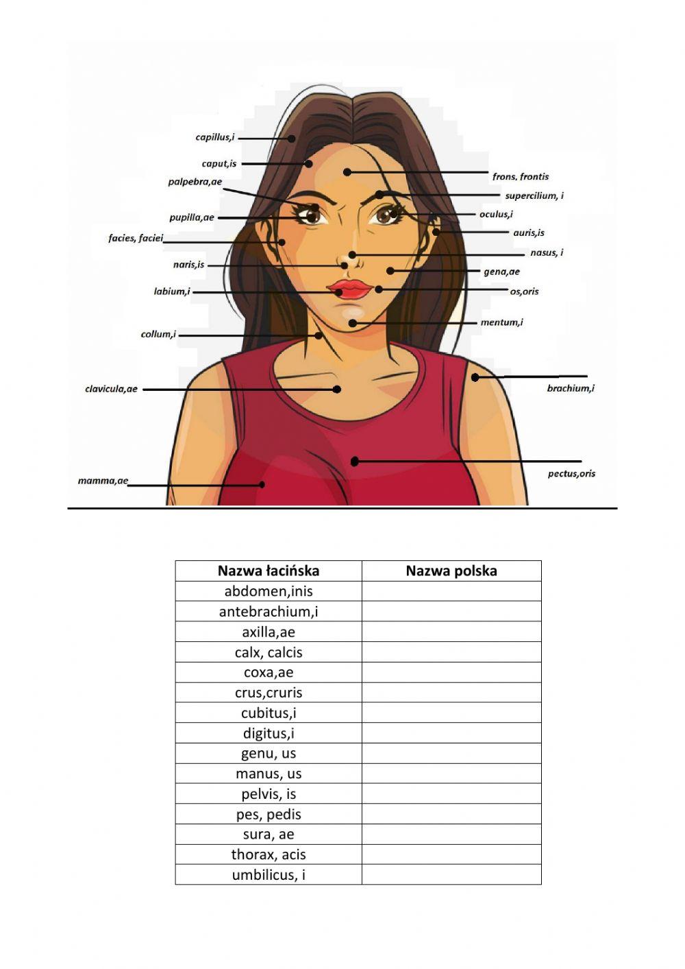 corpus-worksheet-live-worksheets
