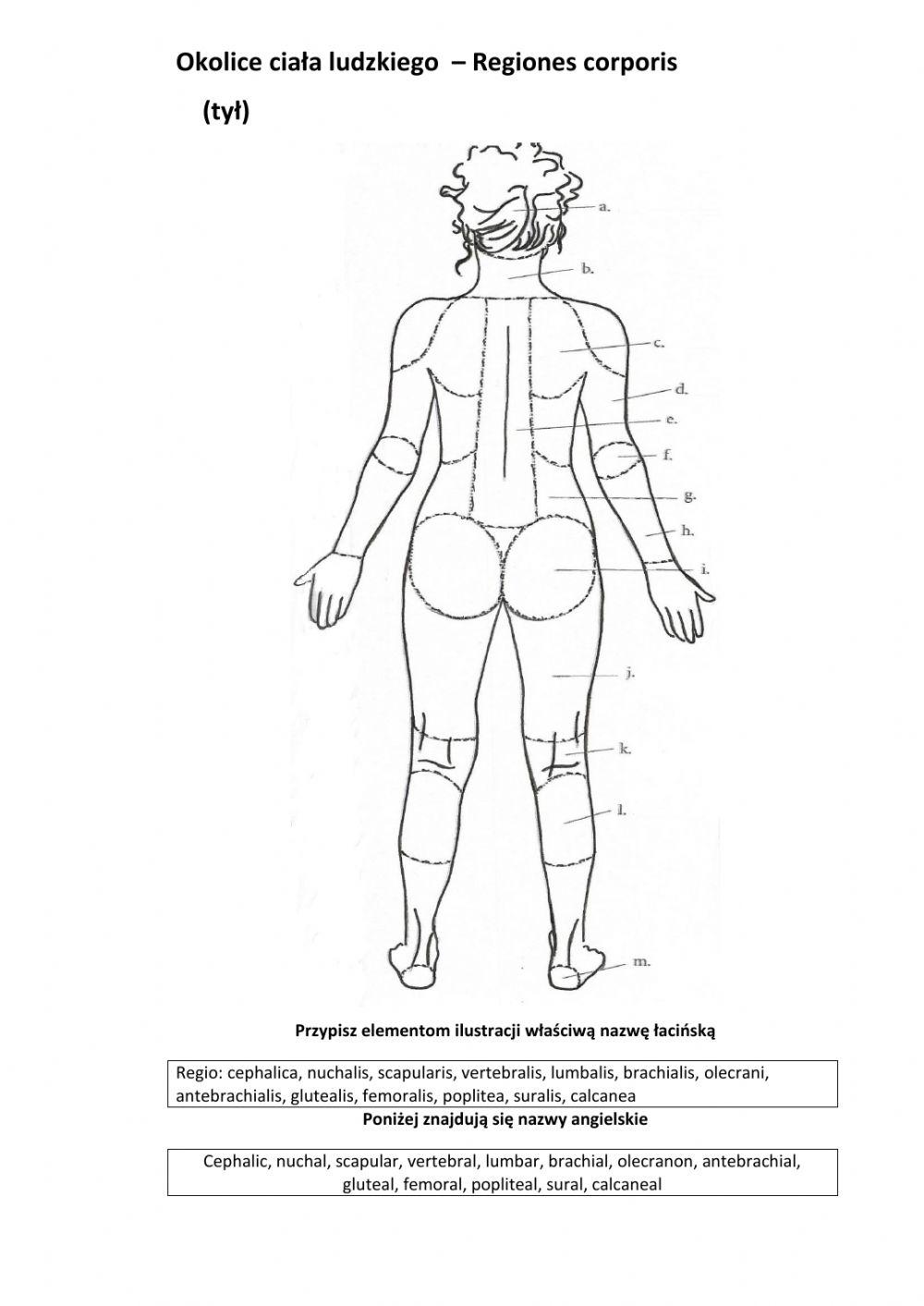 Regiones Corporis (1)