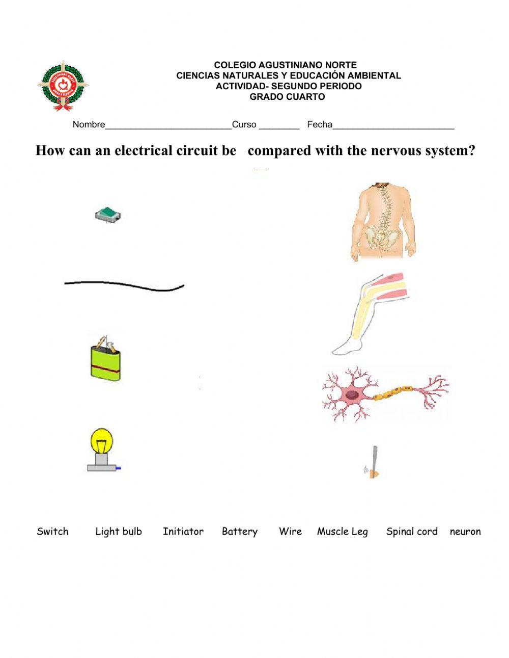 NERVOUS SYSTEM AND CIRCUIT