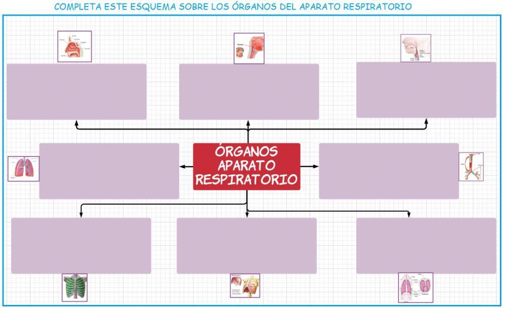 Órganos aparatorespiratorio Órganos aparatorespiratorio