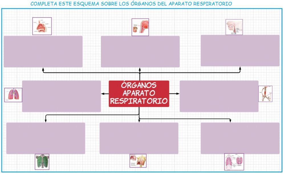 Órganos aparatorespiratorio