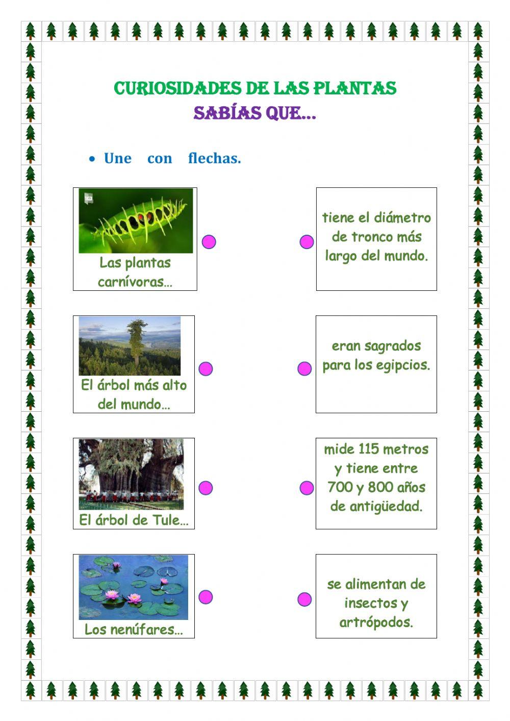 Curiosidades de las plantas