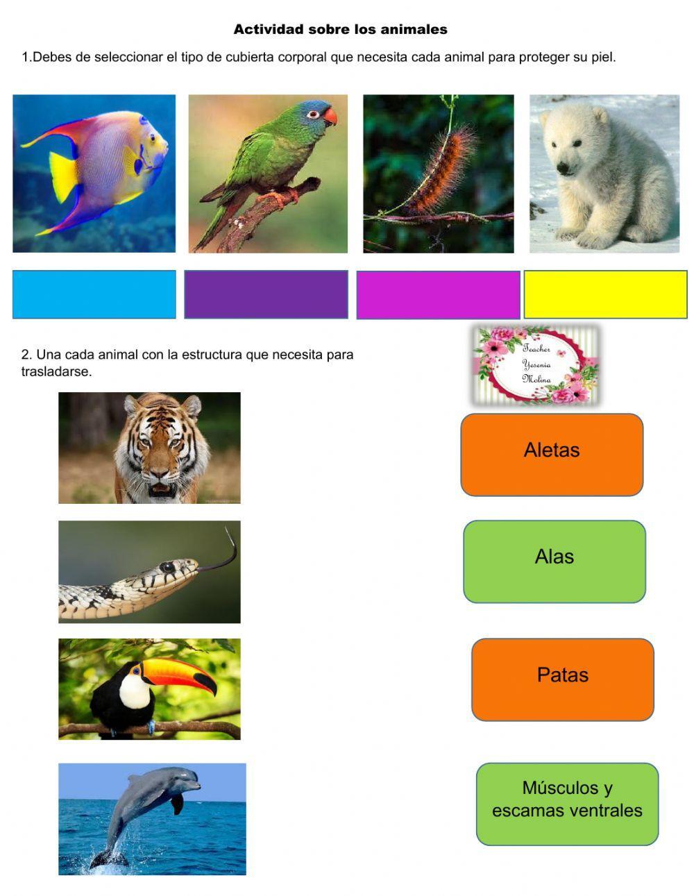 Características de los animales