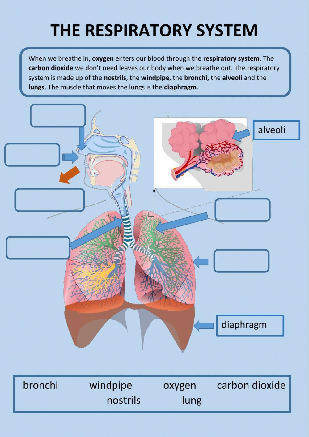 The respiratory system