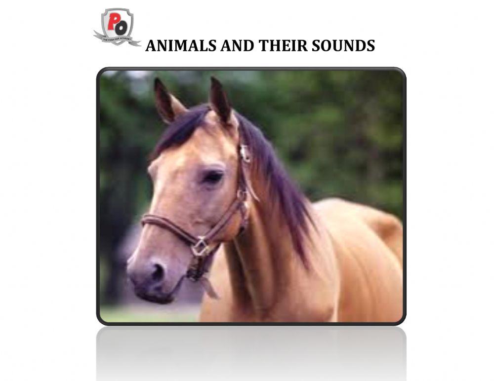 Animals and their sounds