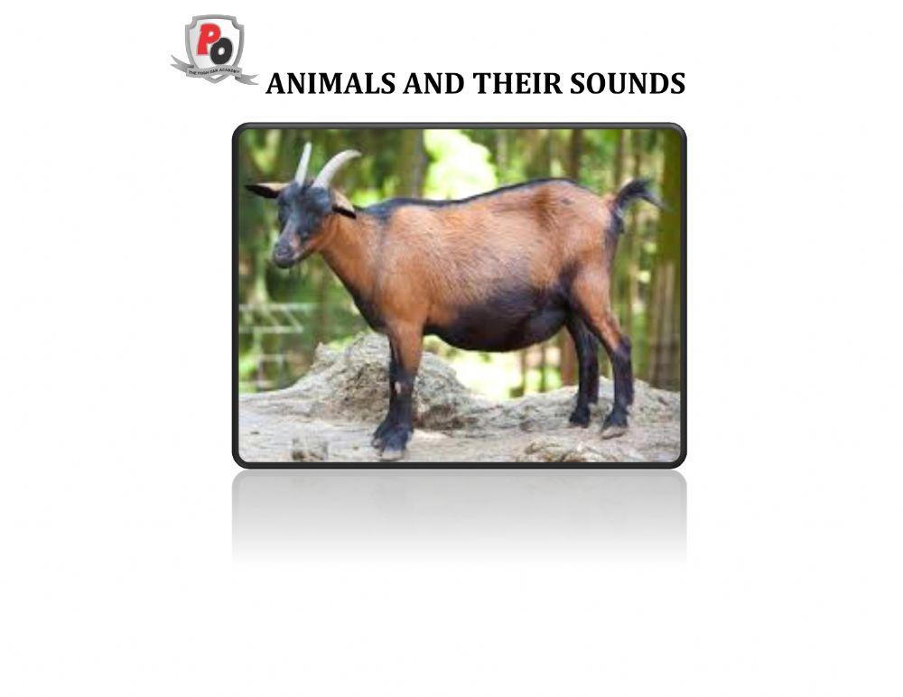 Animals and their sounds