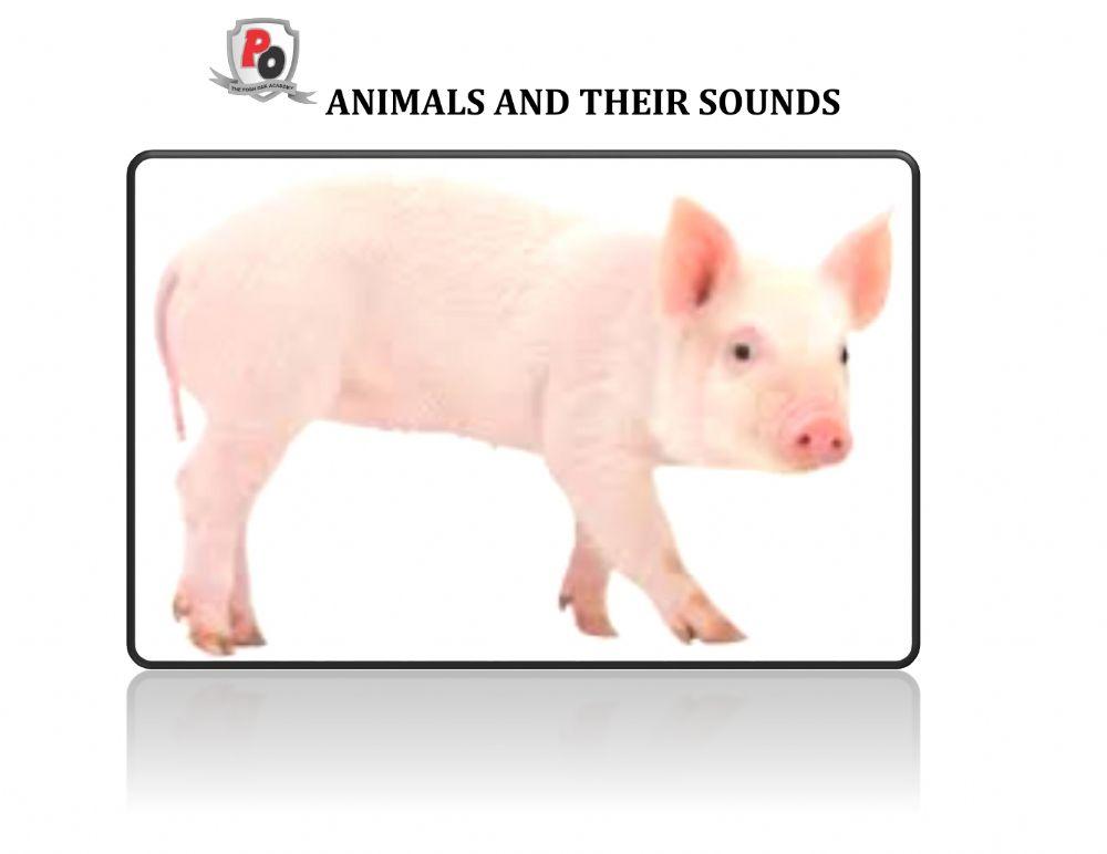 Animals and their sounds