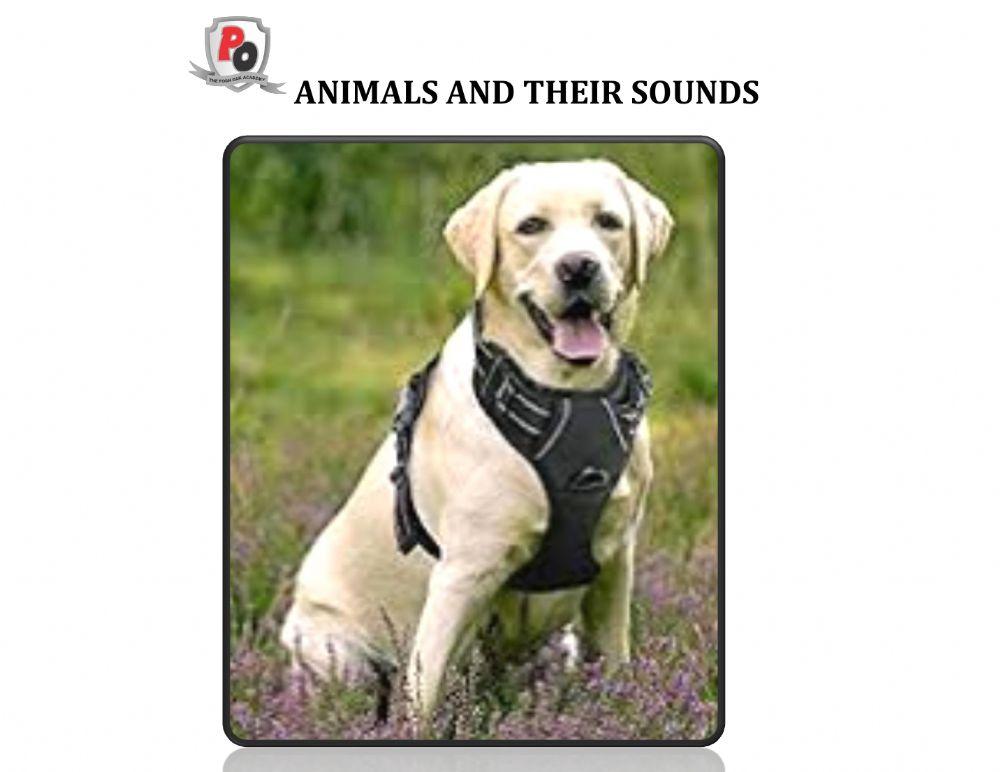 Animals and their sounds