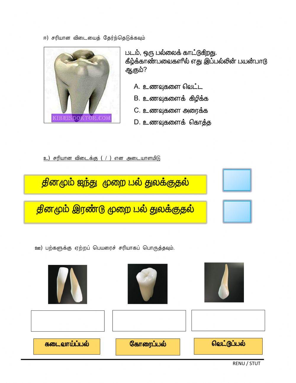 பற்கள்-ஆண்டு 3