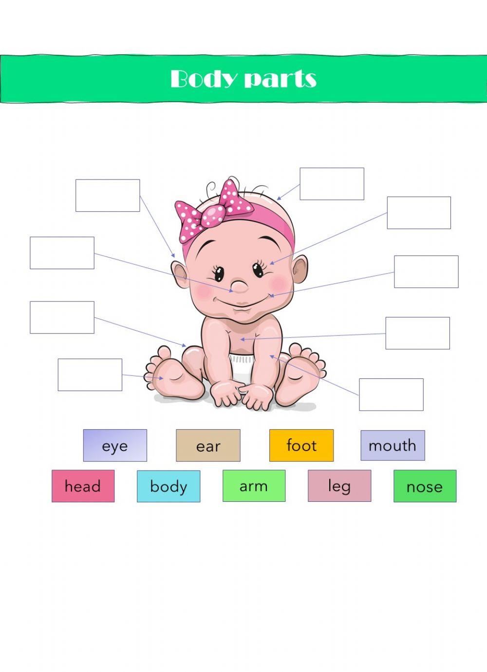 Body Parts - Drag and Drop