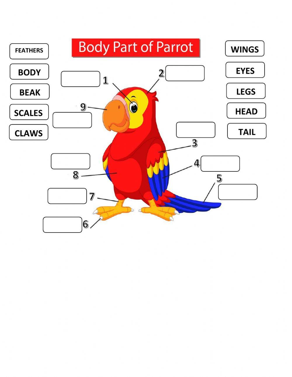 Parrot body parts