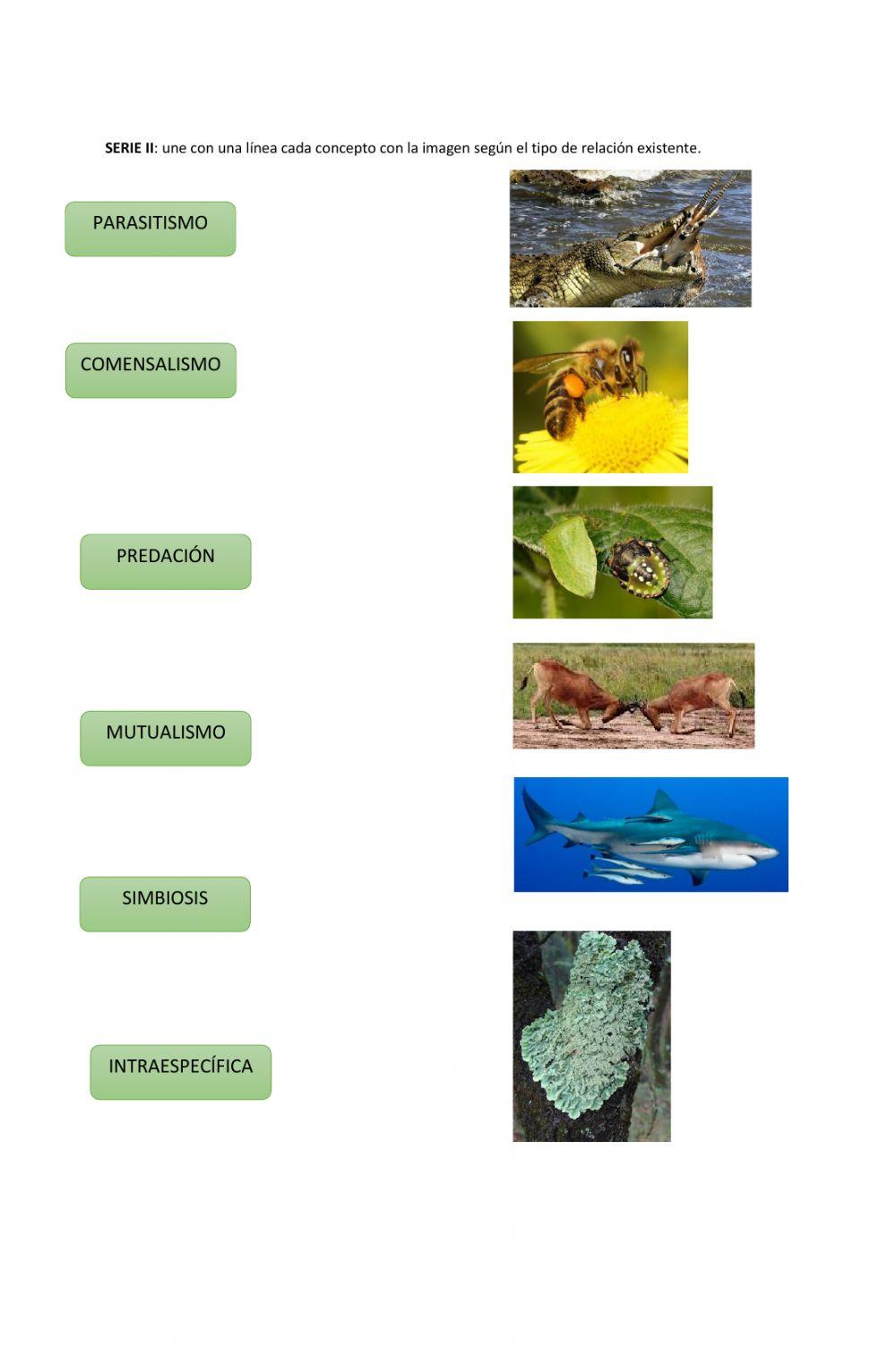 Relaciones entre seres vivos