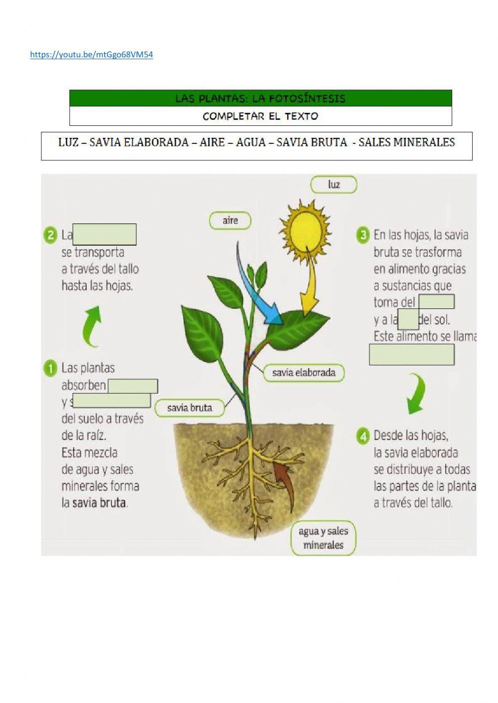 Savia bruta y elaborada