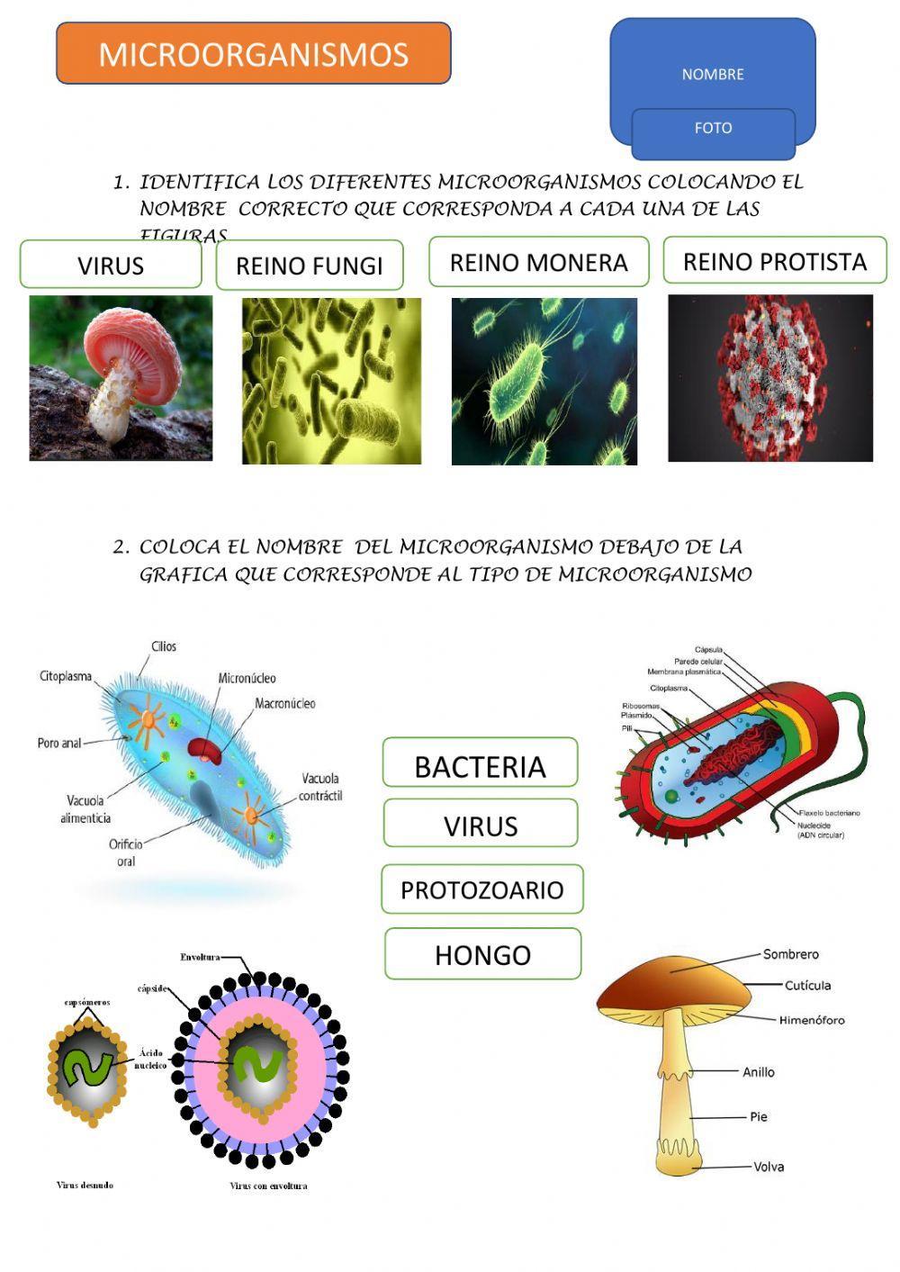 Introducción a los microorganismos