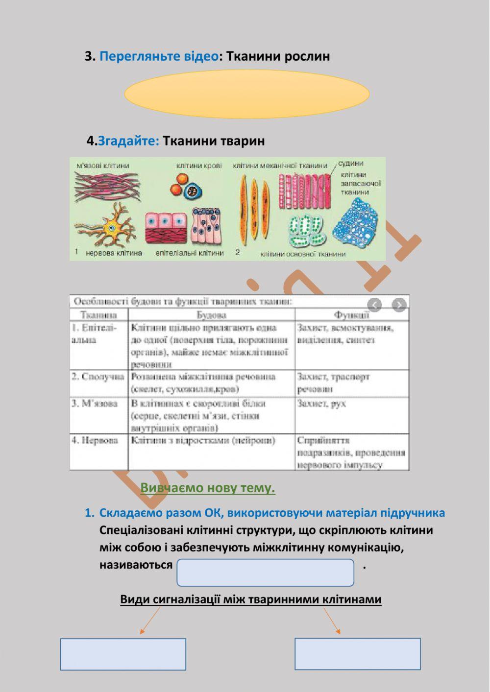 Саморегуляція на тканинному рівні