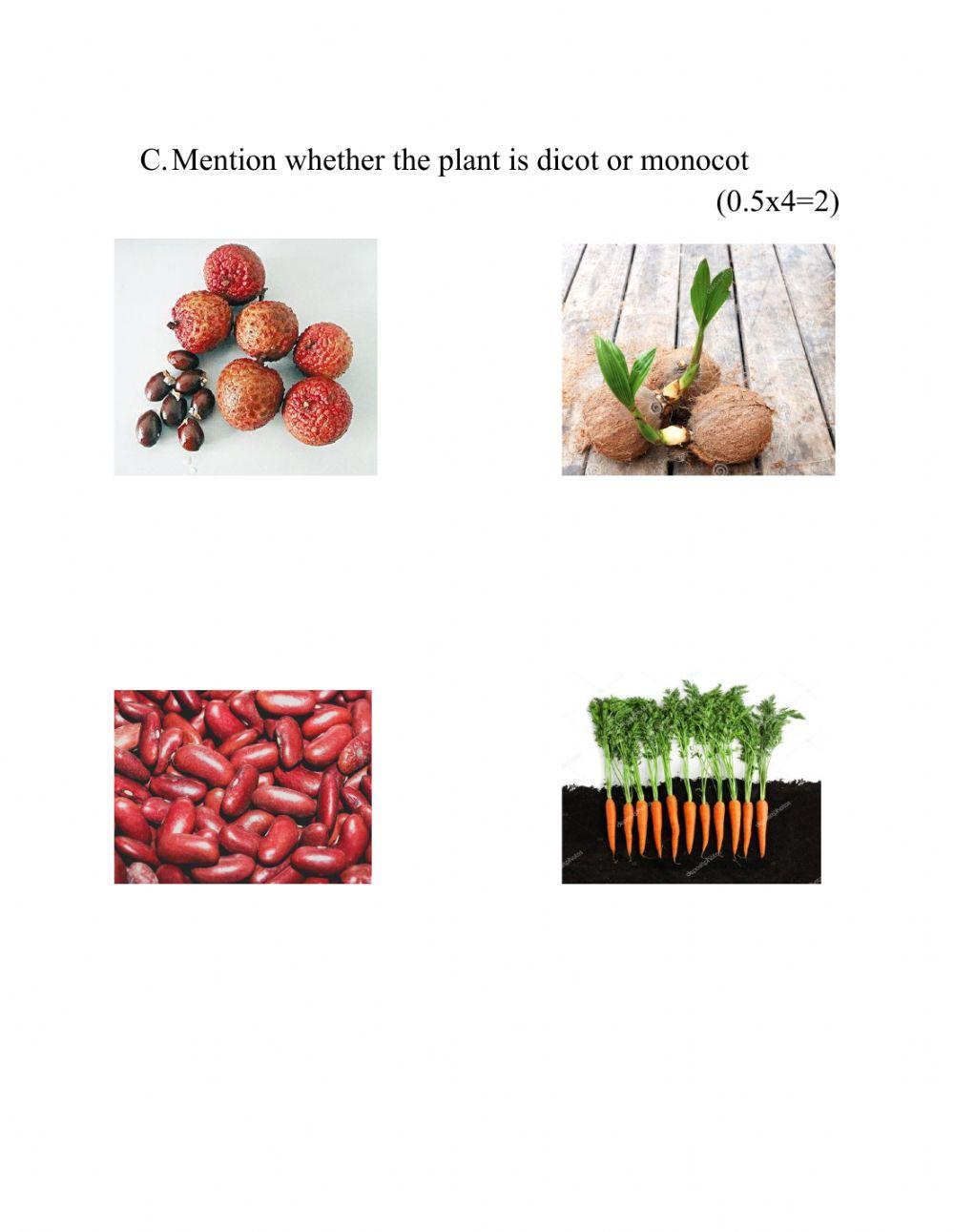 Interactive Test 2 on Plants