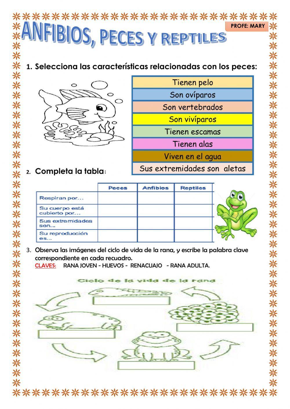 Anfibios, peces y reptiles.