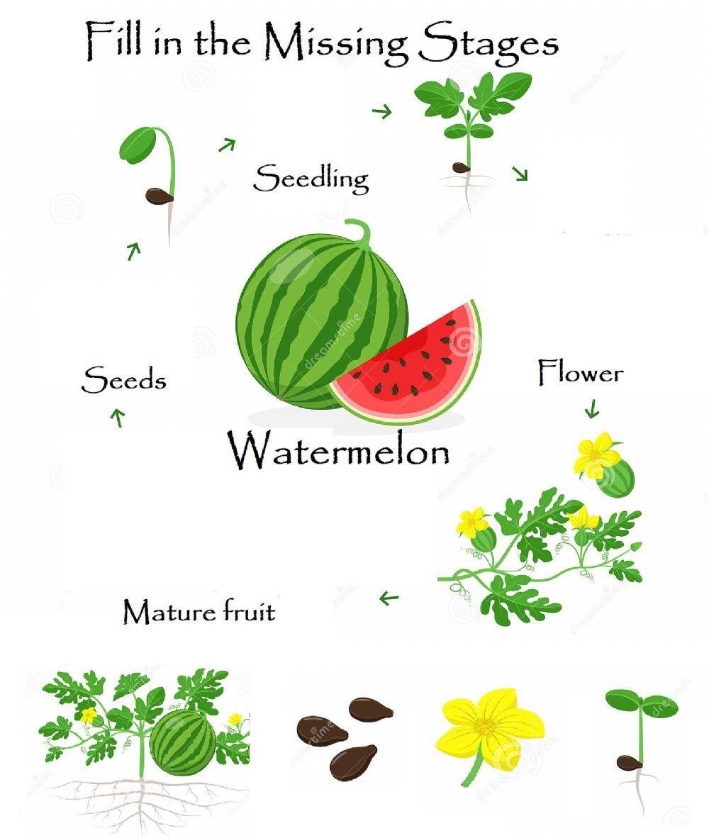 Watermelon Life cycle