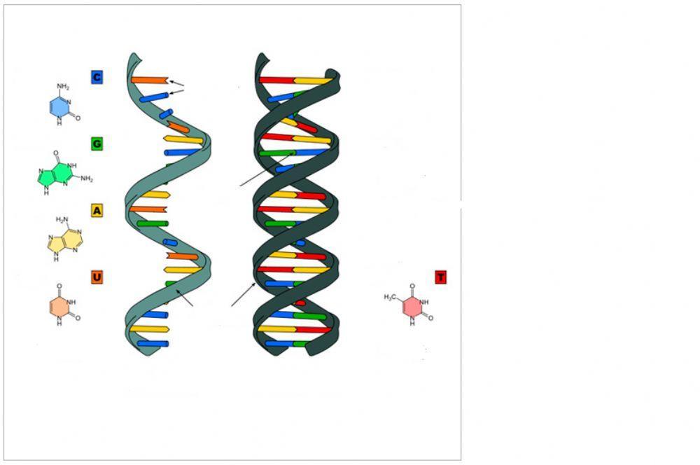 Estructura de los Ácido Nucléicos.