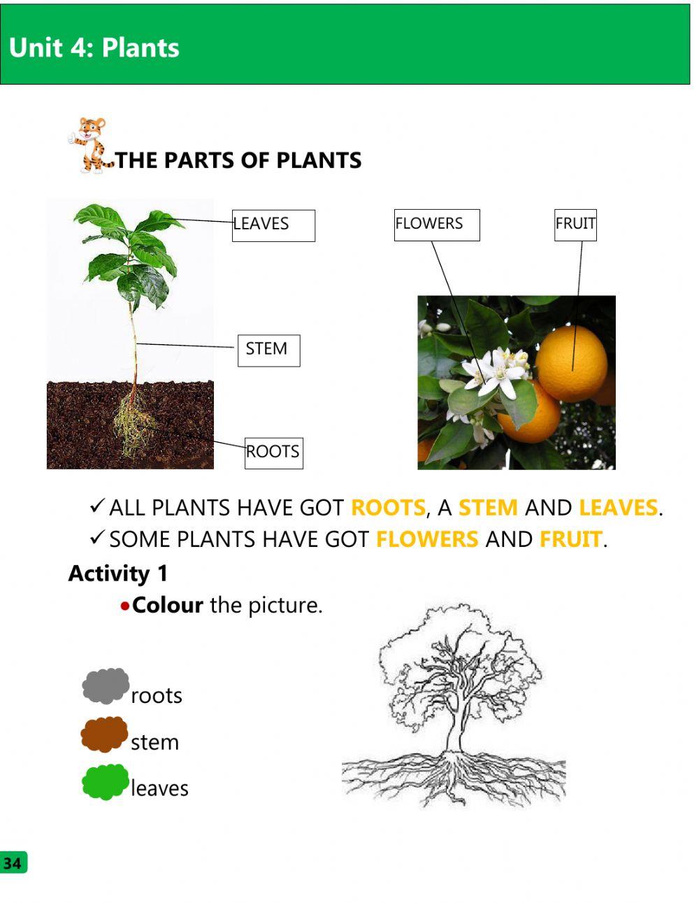 The Parts of plants