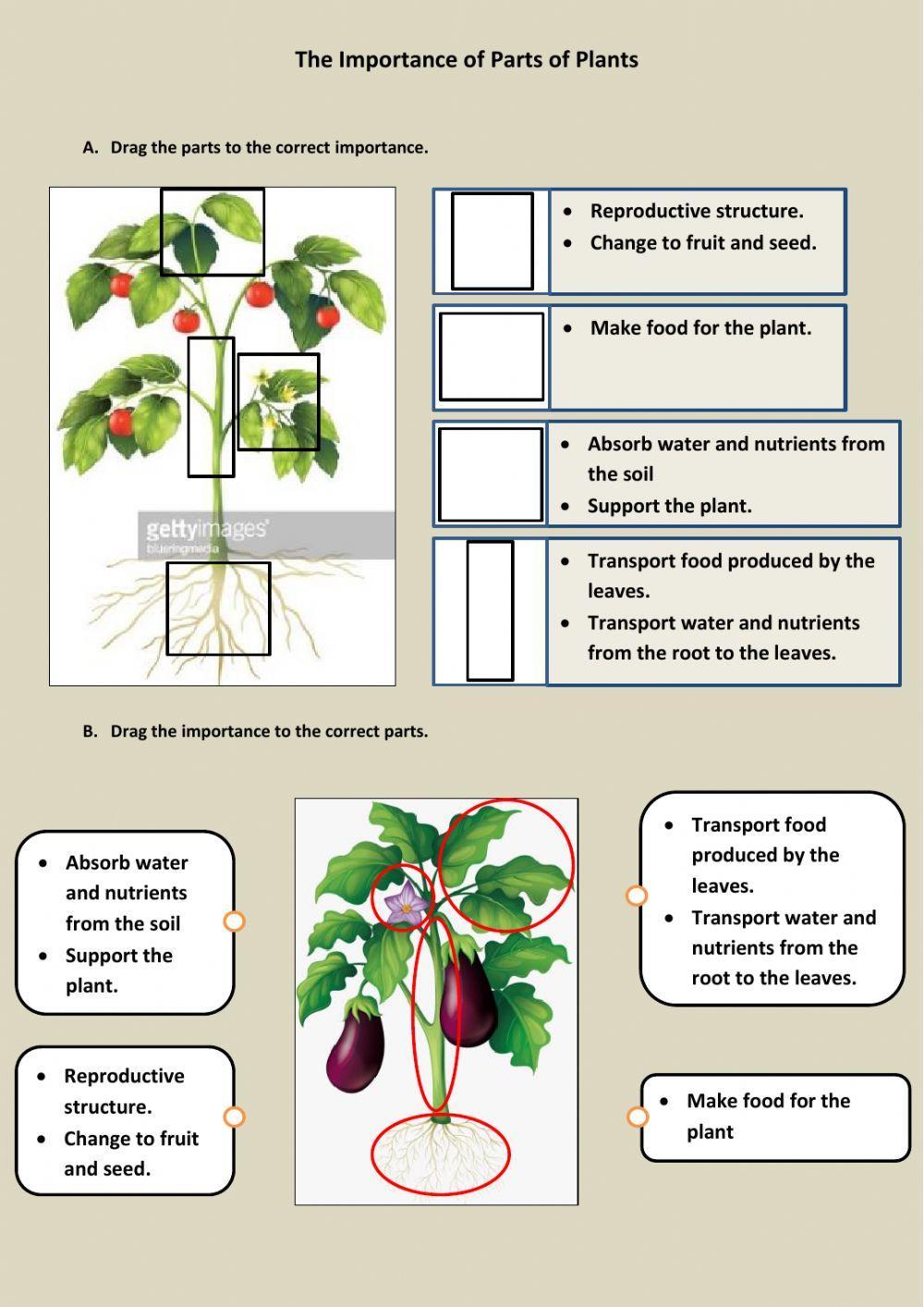 The importancw of parts of plants