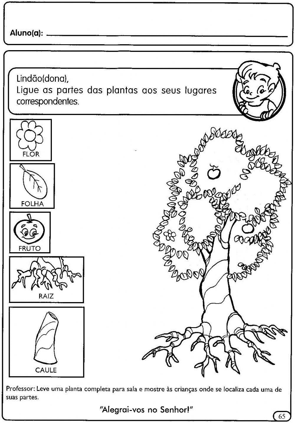 Partes da Planta