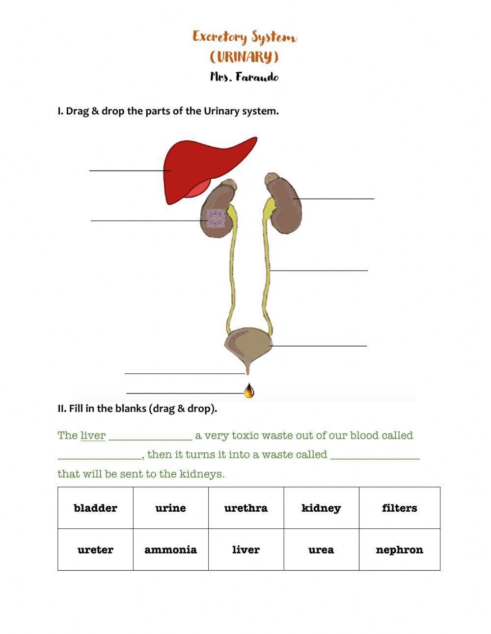 Urinary System Worksheets