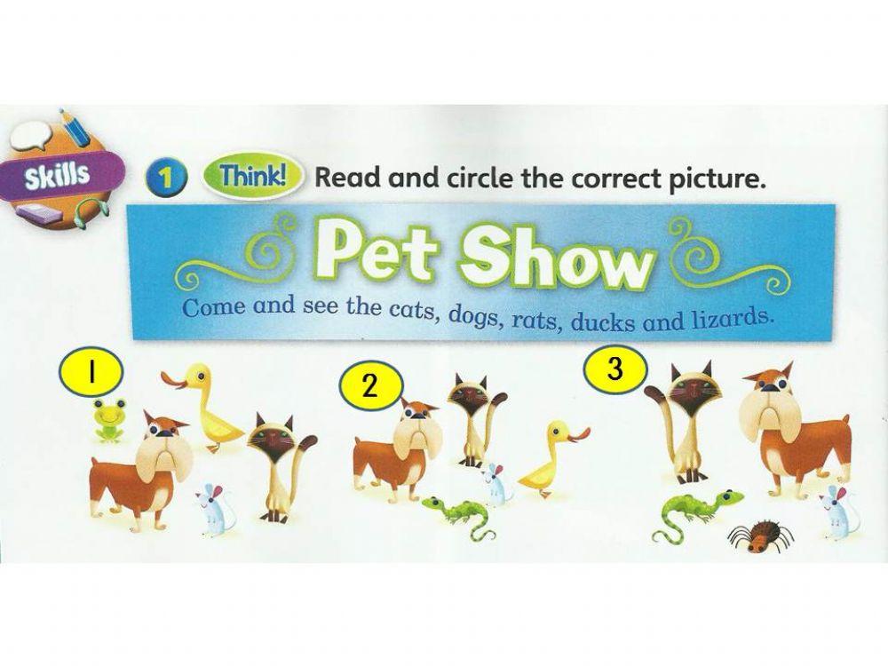 Pet Shows