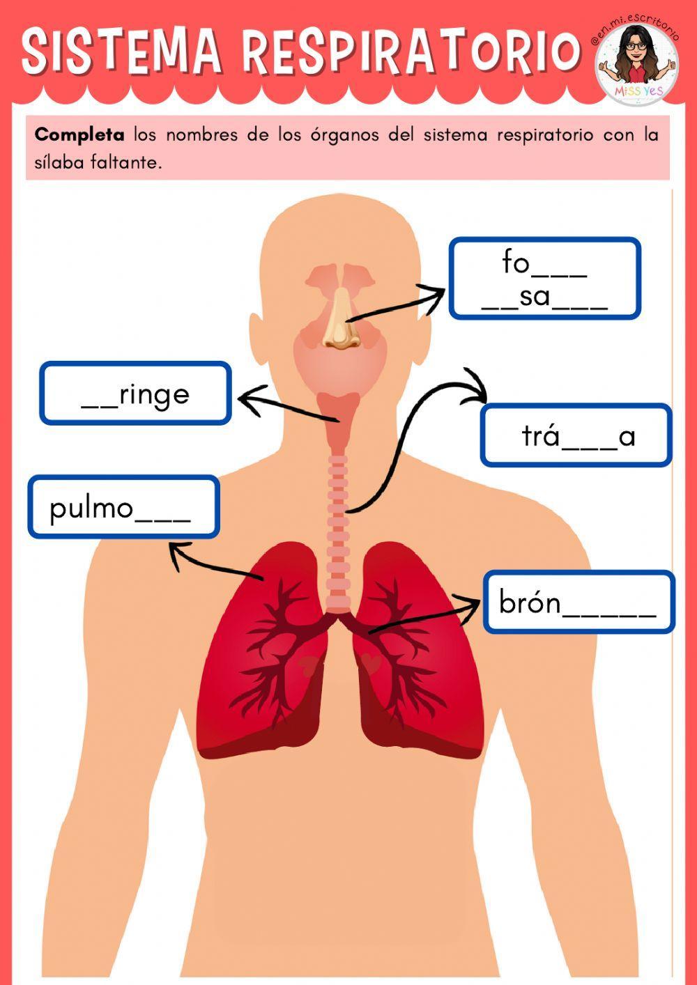 Sistema respiratorio