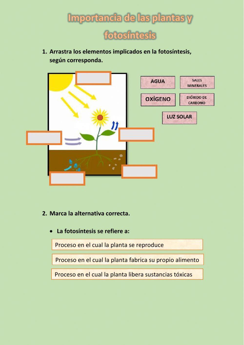 Plantas: importancia y Fotosíntesis