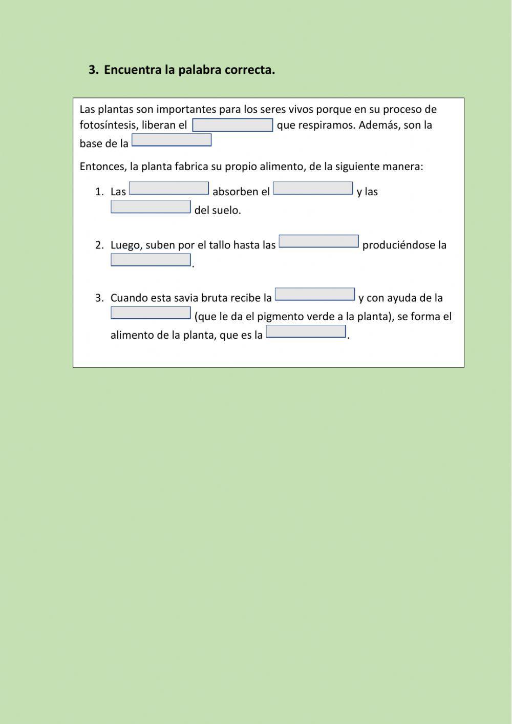 Plantas: importancia y Fotosíntesis