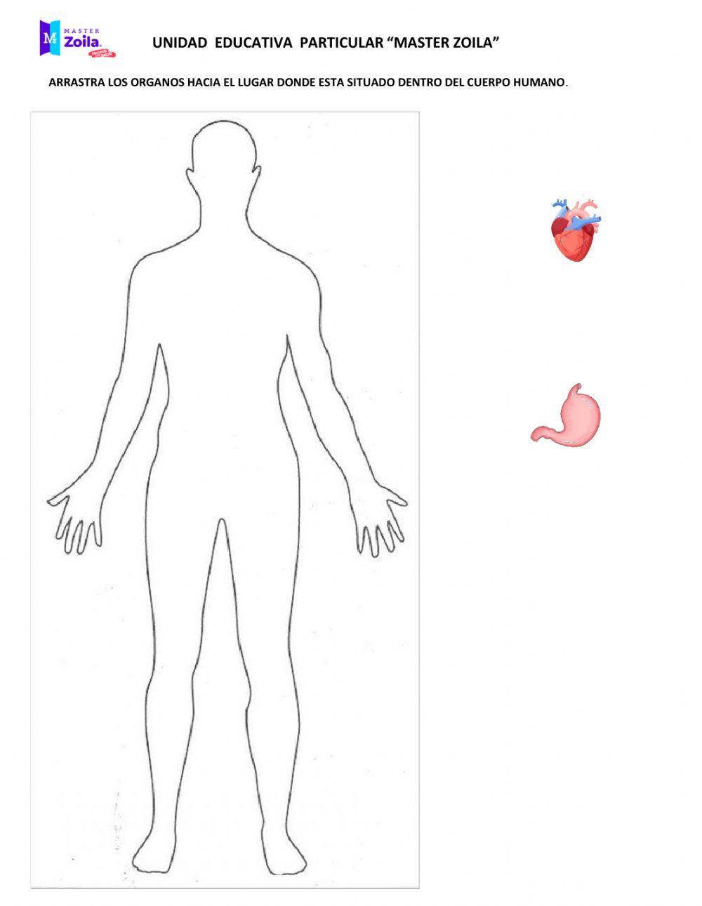 Corazón y estómago