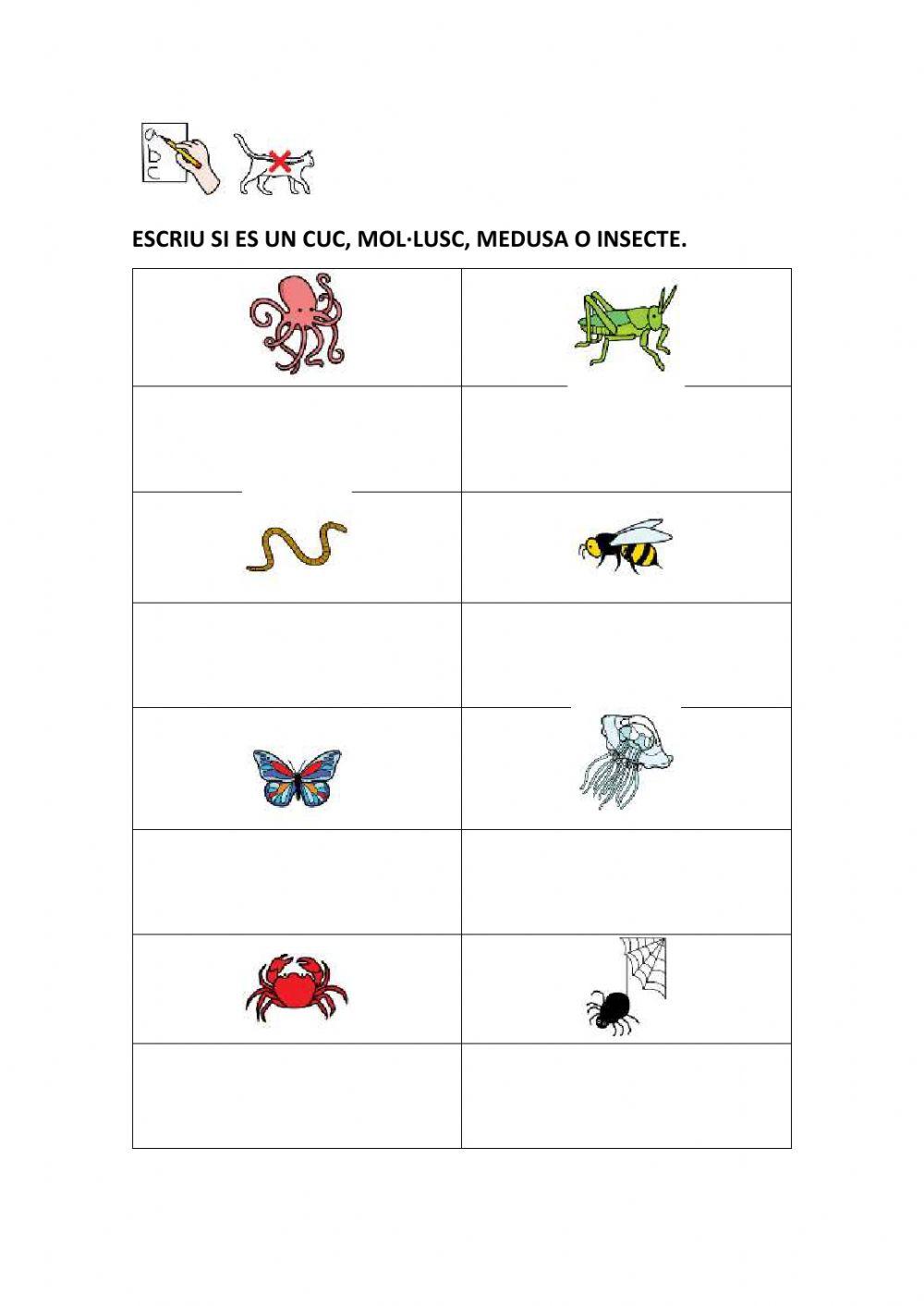 Animals invertebrats