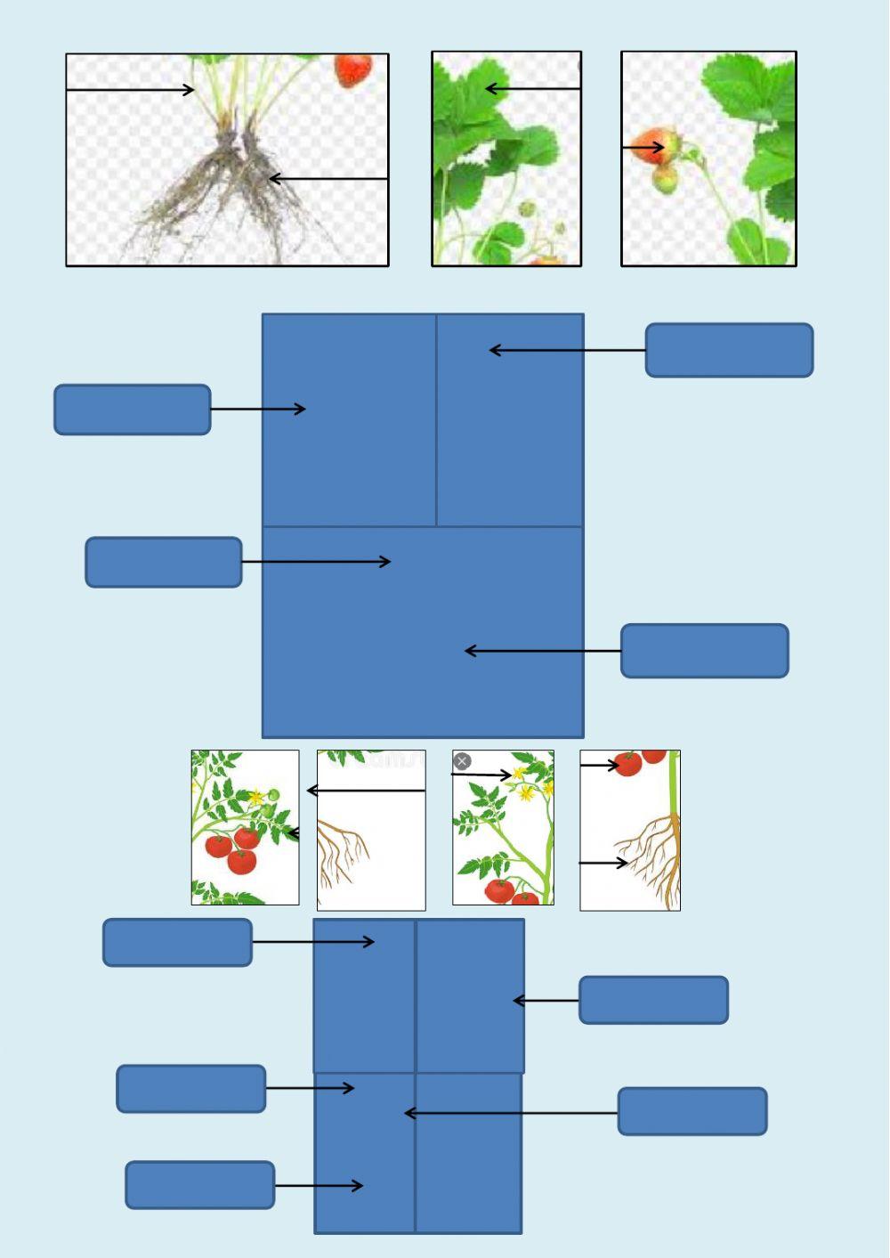 Know parts of plants