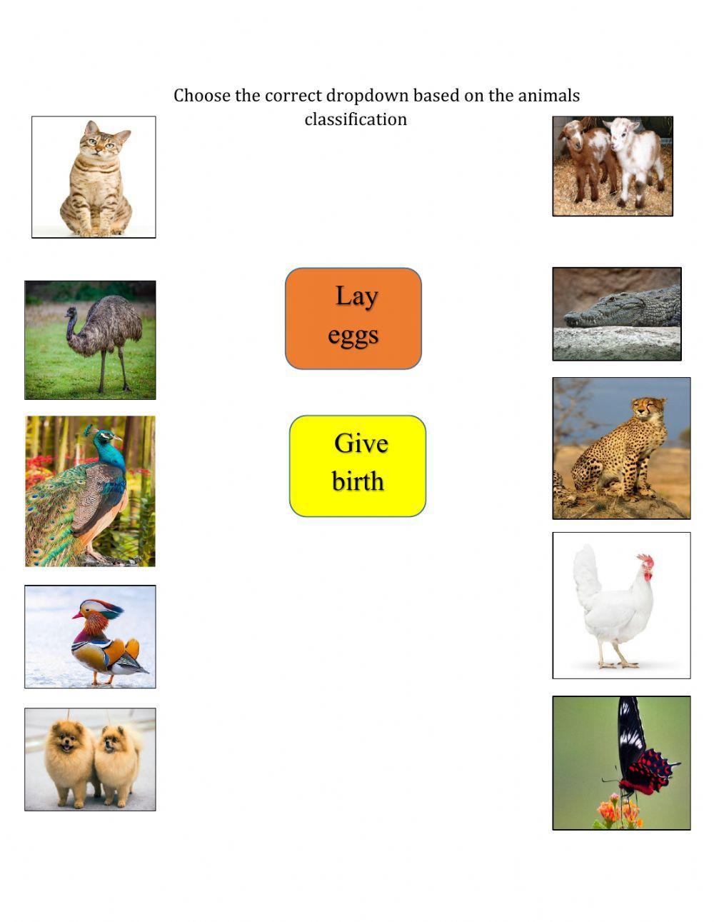 Classification of animals