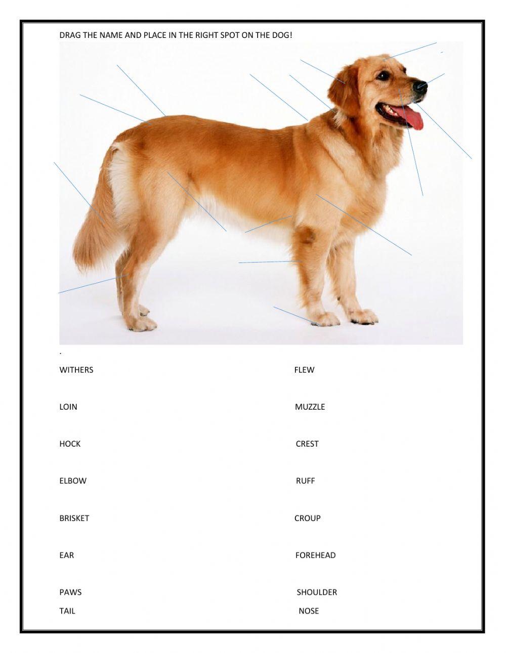 Animal Careers - Knowing the parts of a dog