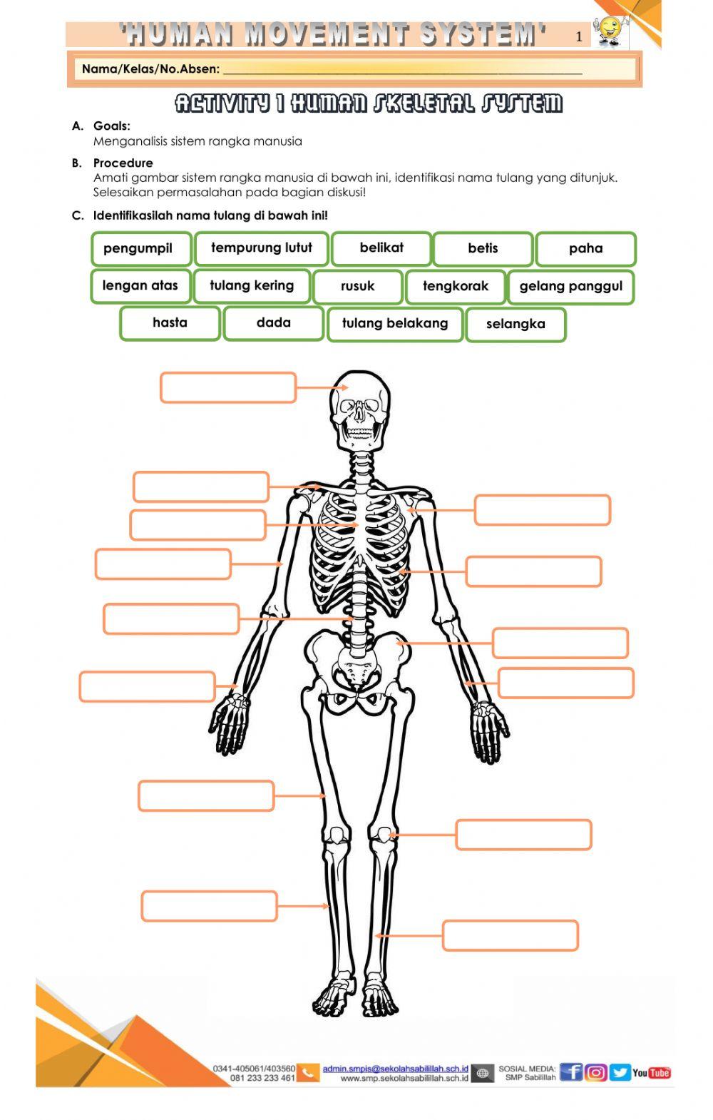 Sistem Rangka Manusia